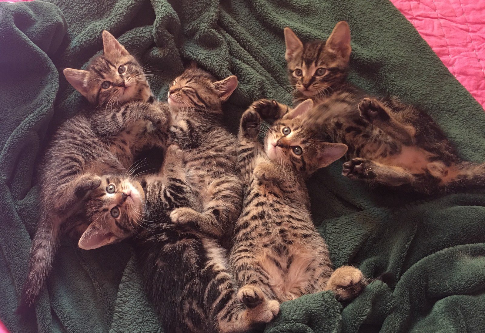 Orphans Party Of 5