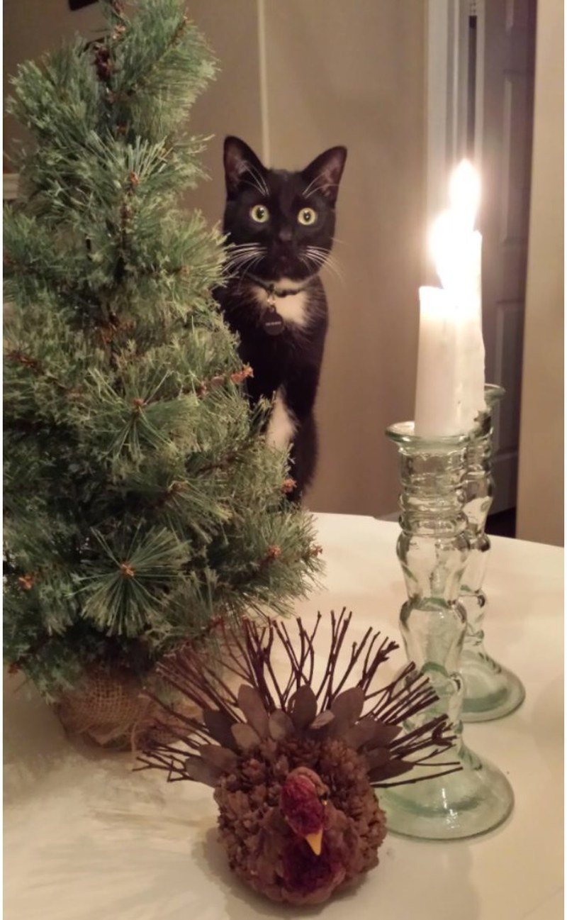 Romeo: "Is Dinner Ready Yet?"