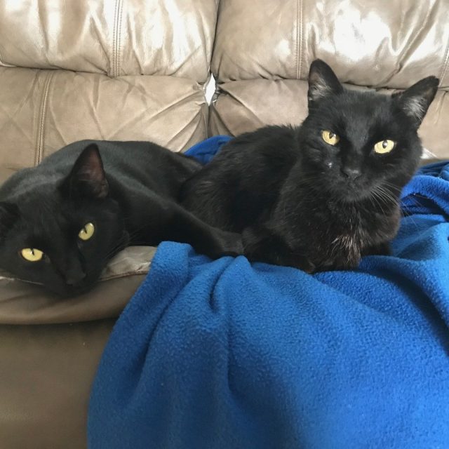 Ash And Mousey
