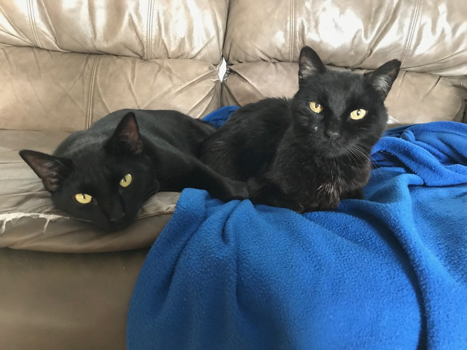 Ash And Mousey