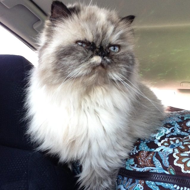 Riding Shotgun