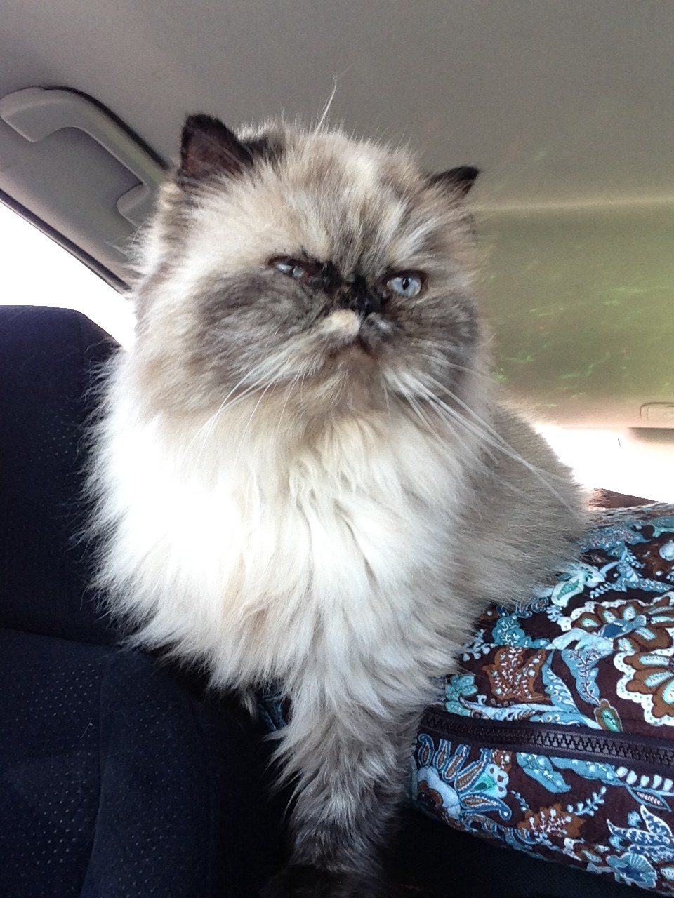 Riding Shotgun
