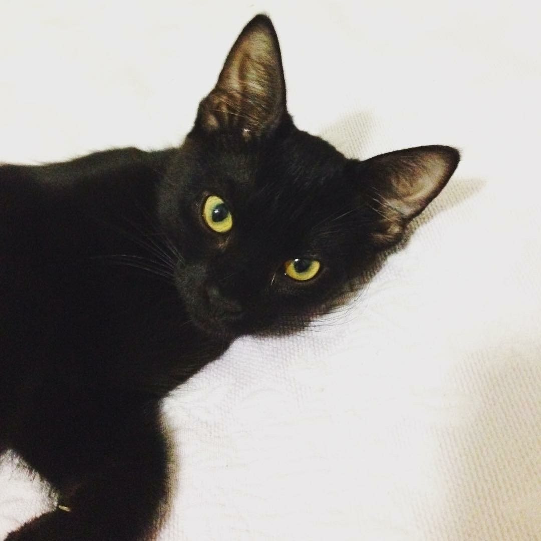 Hank, The Model