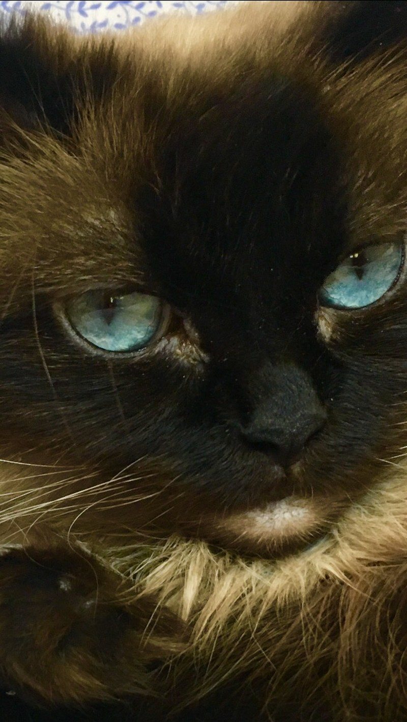 Molly Moon