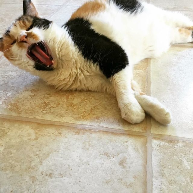 "WHY YOU WAKE ME UP!?!"