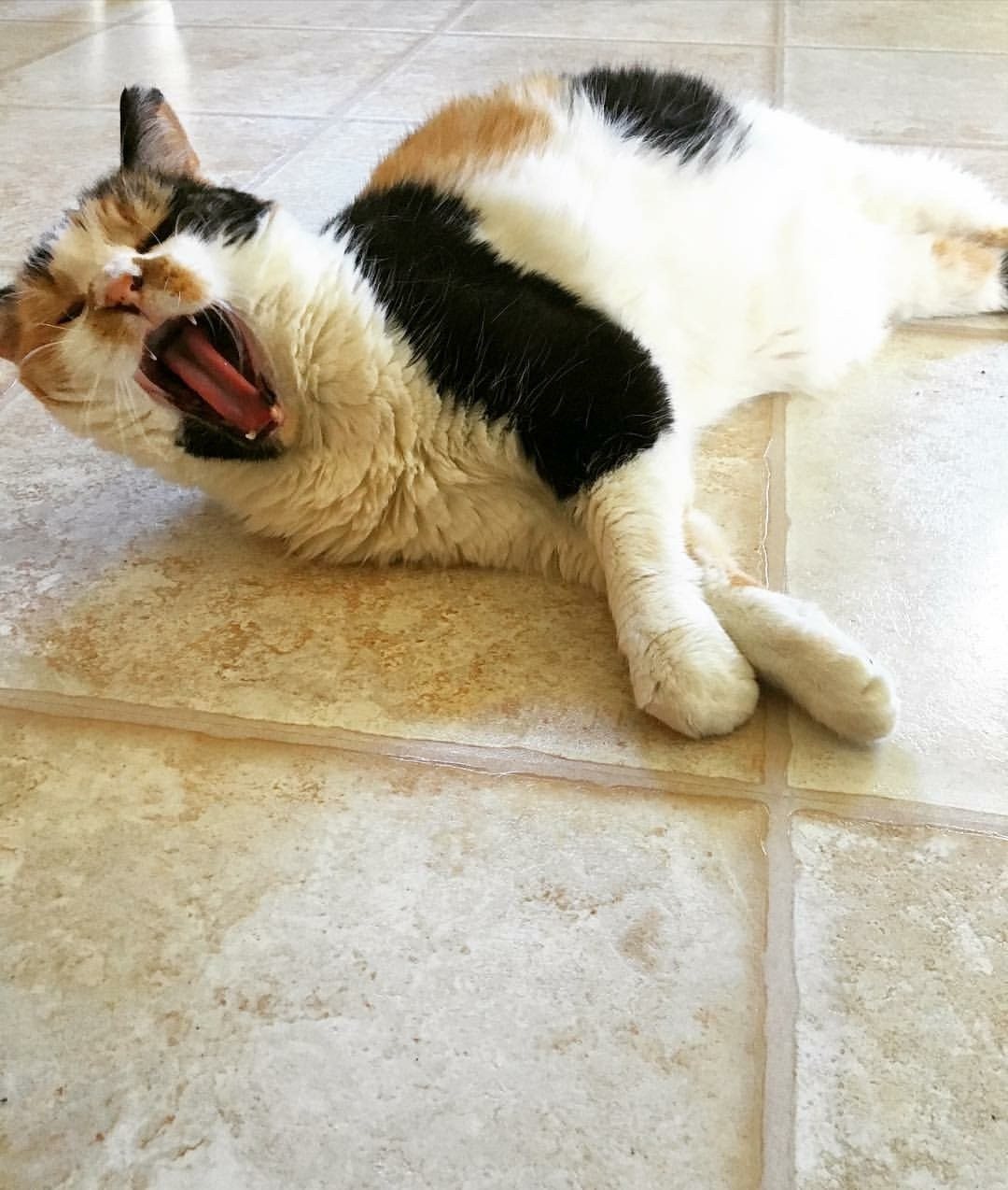 "WHY YOU WAKE ME UP!?!"