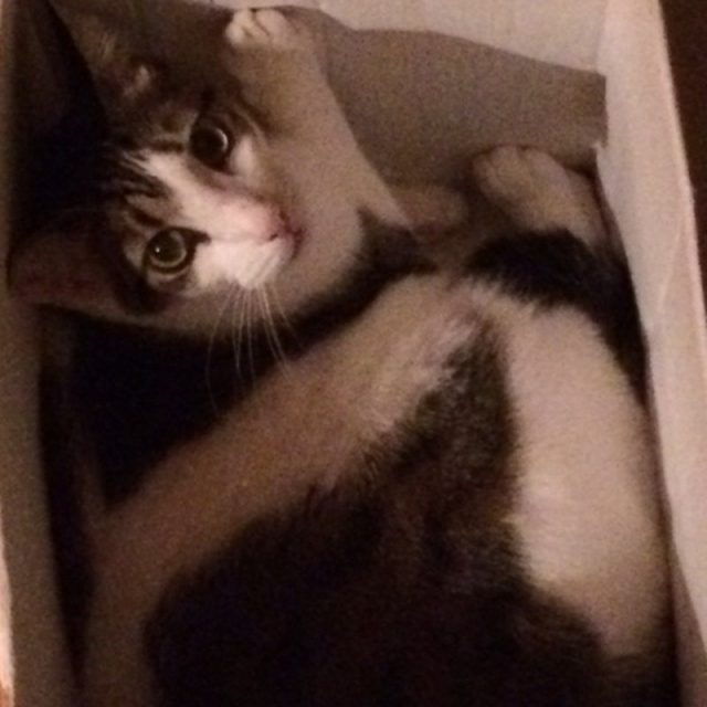 Boo Boo In The Box