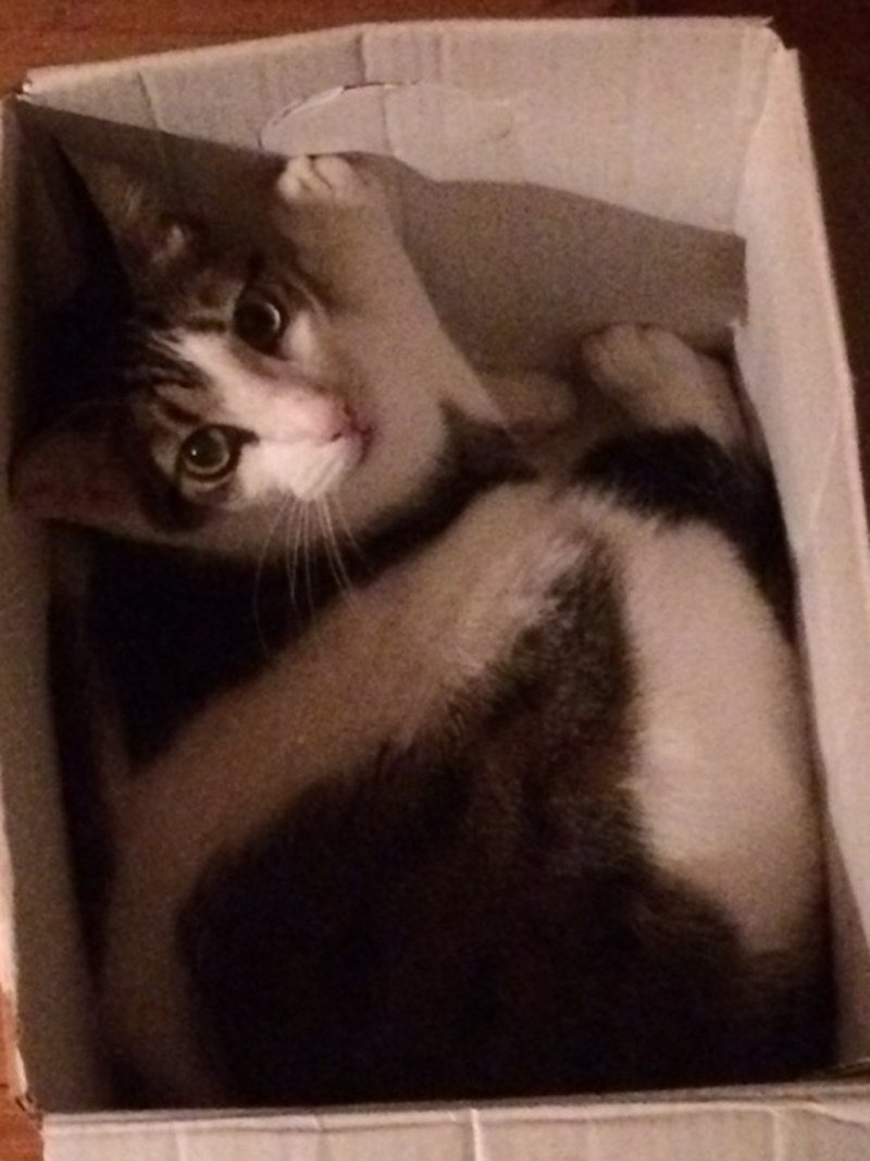 Boo Boo In The Box