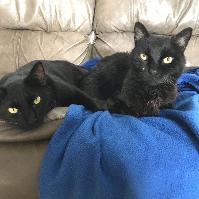 Ash And Mousey