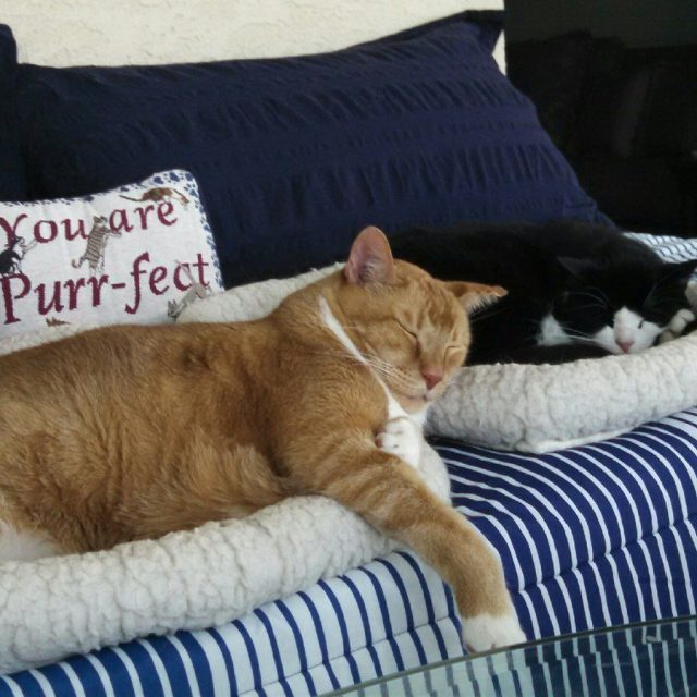 Cat Naps