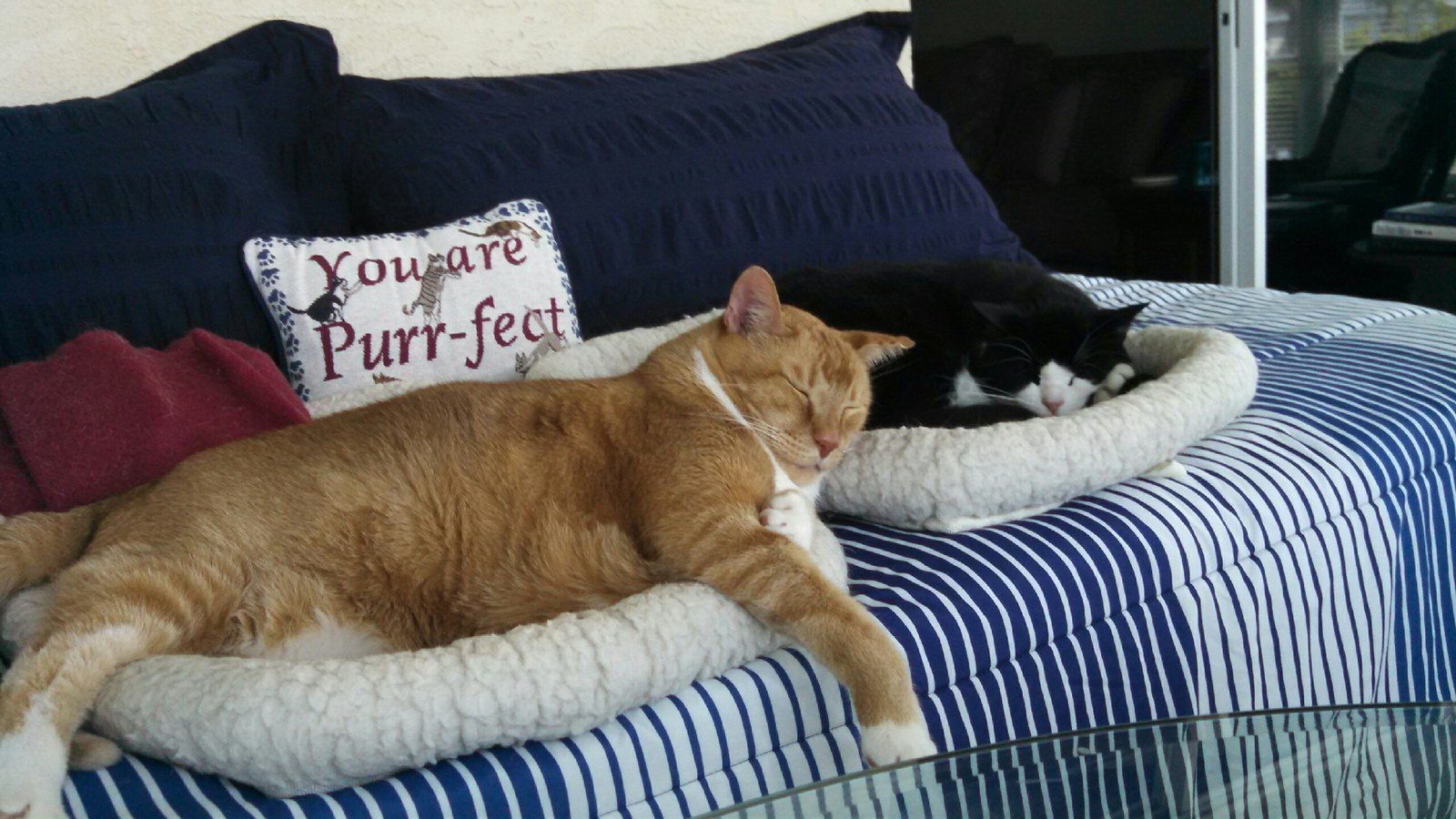 Cat Naps