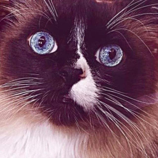 Tell Me My Whiskers Are Magical