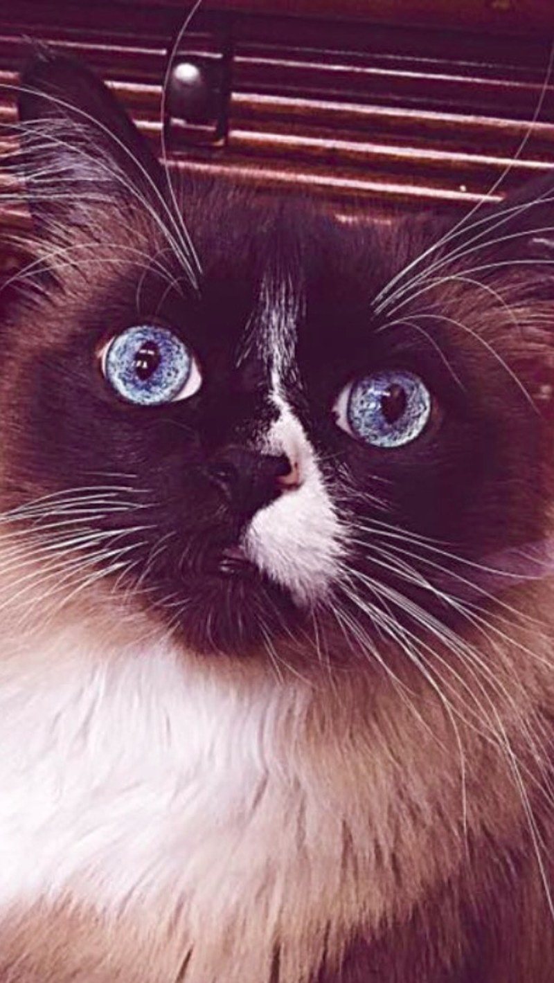 Tell Me My Whiskers Are Magical