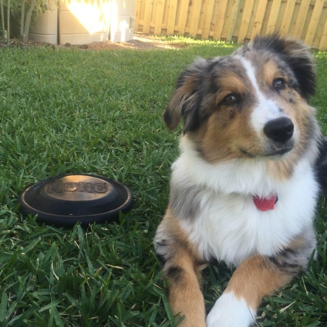 Backyard Frisbee