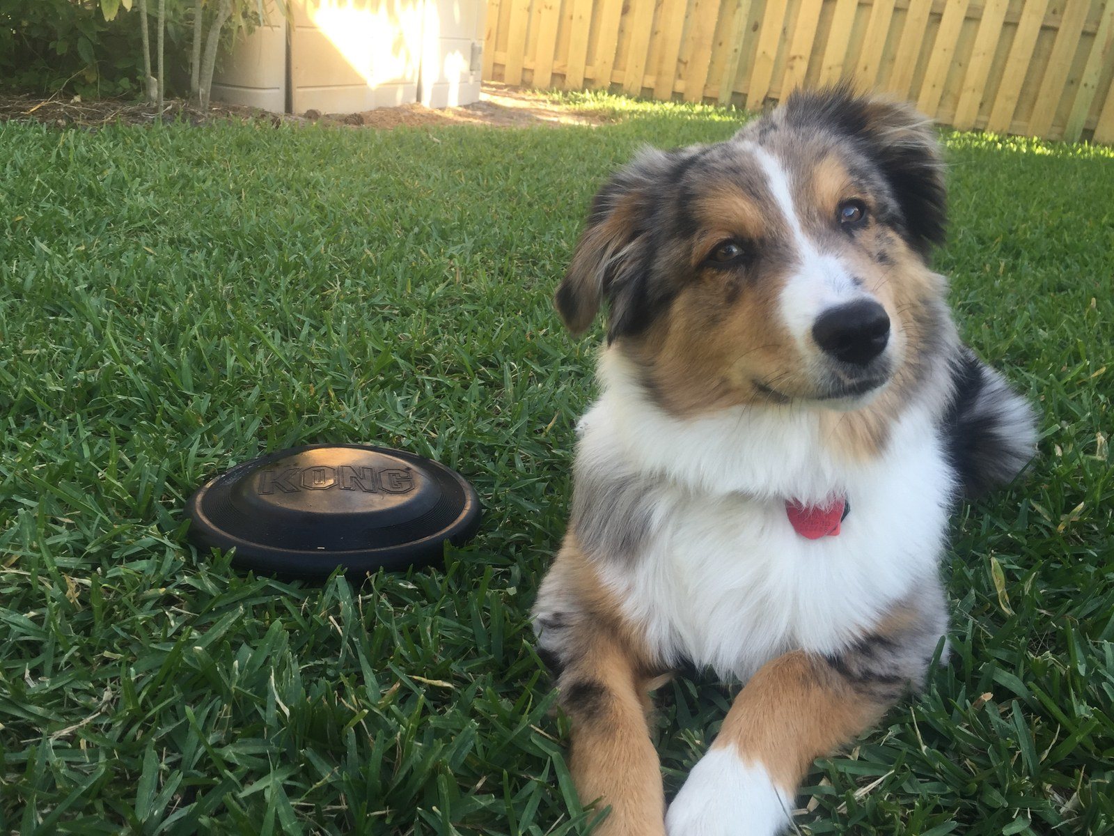 Backyard Frisbee