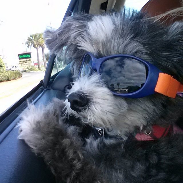 Cruisin' For Lady Dogs