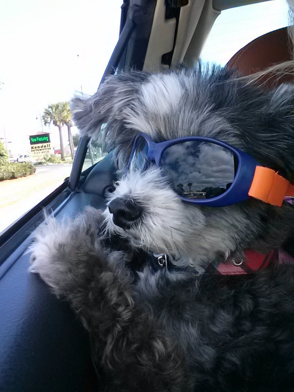 Cruisin' For Lady Dogs