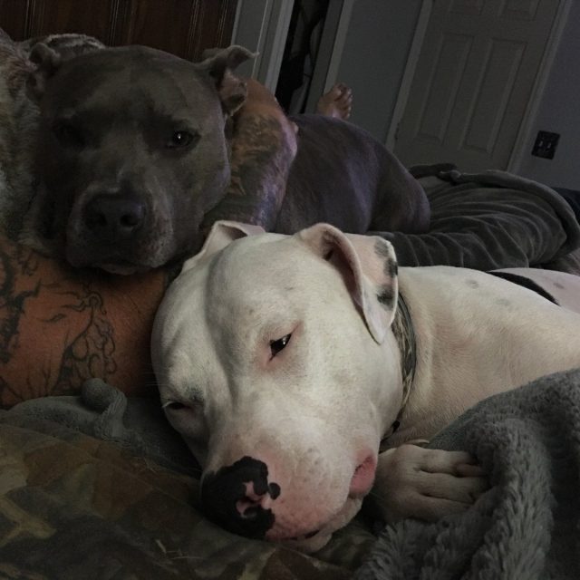 Buddies For Life
