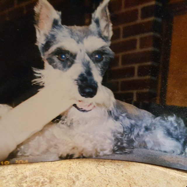 Rosie, RIP My Love