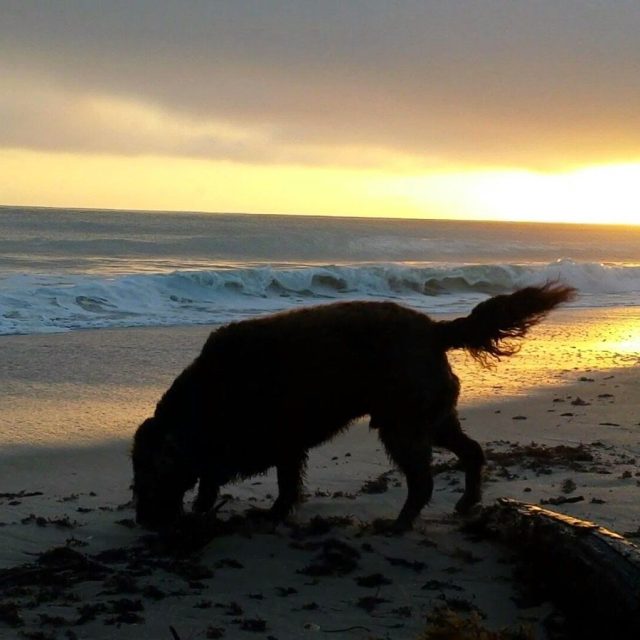 Happiness Can Be Found On The Beach At Sunrise!
