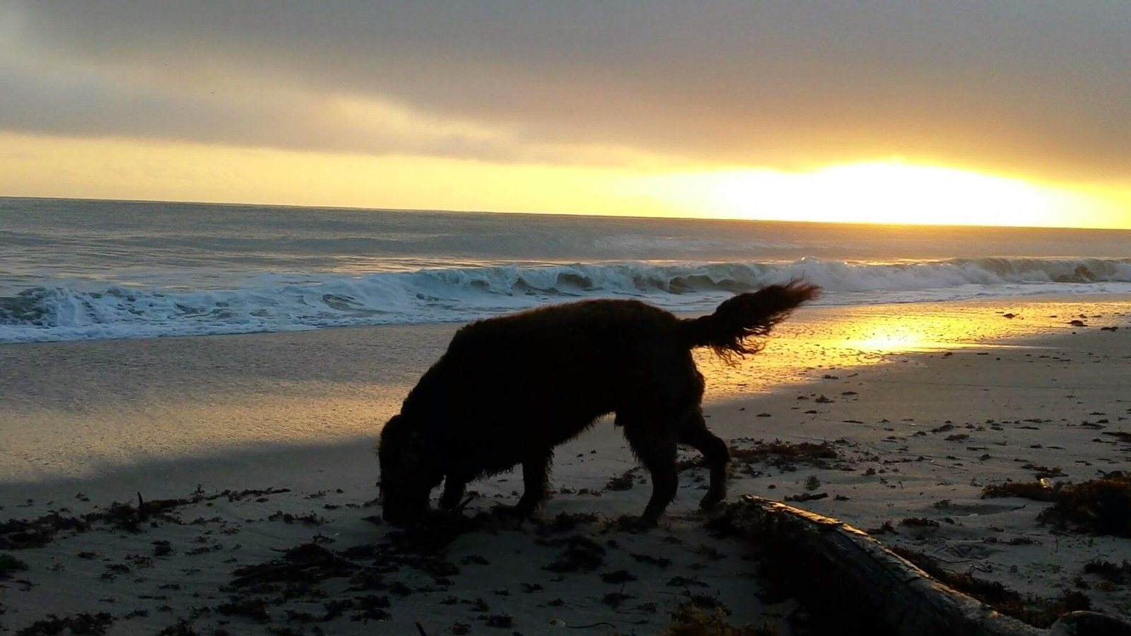 Happiness Can Be Found On The Beach At Sunrise!