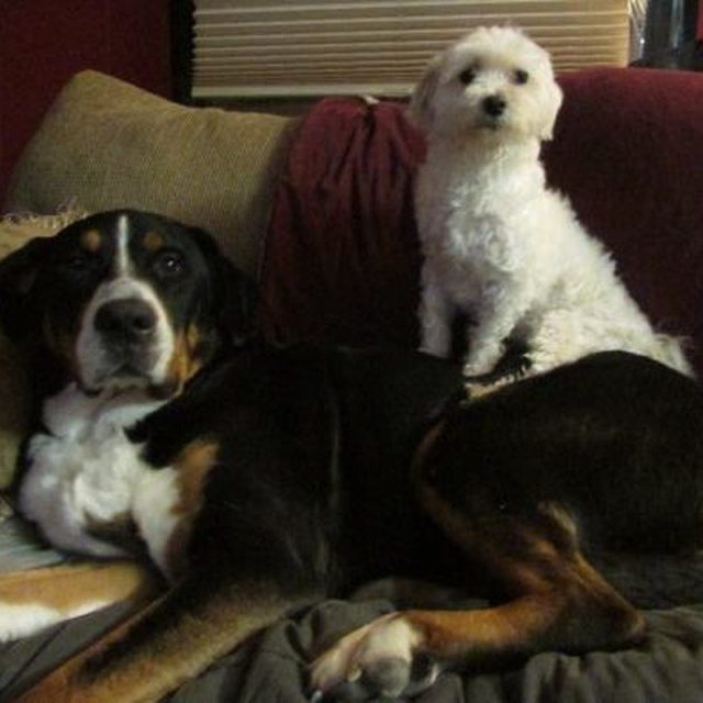 Lady & Little Oscar