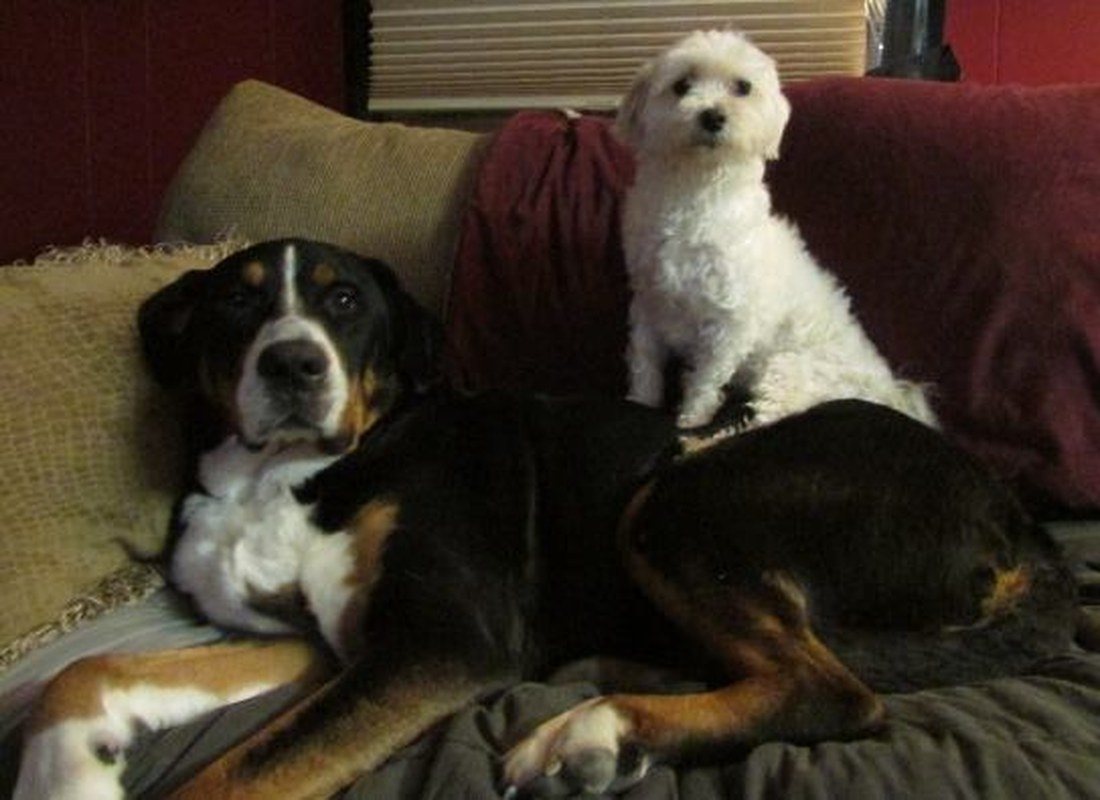 Lady & Little Oscar