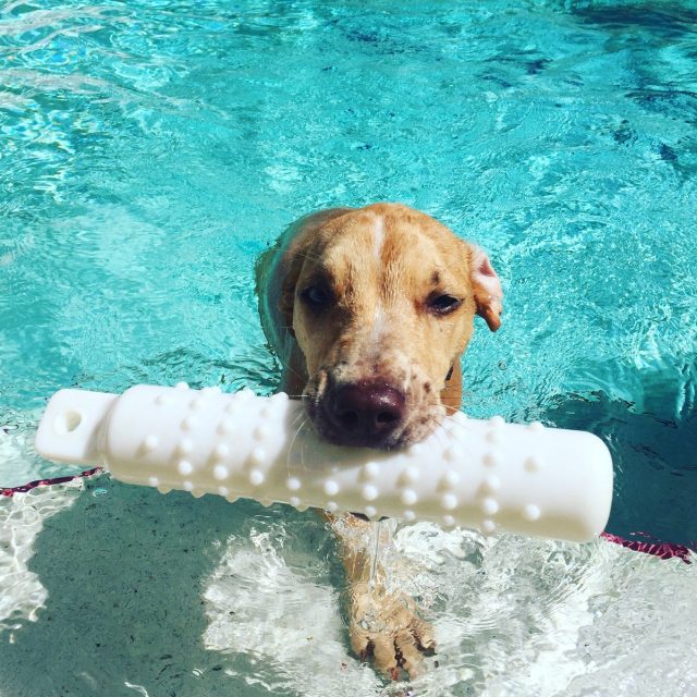 Stella The Swimmer