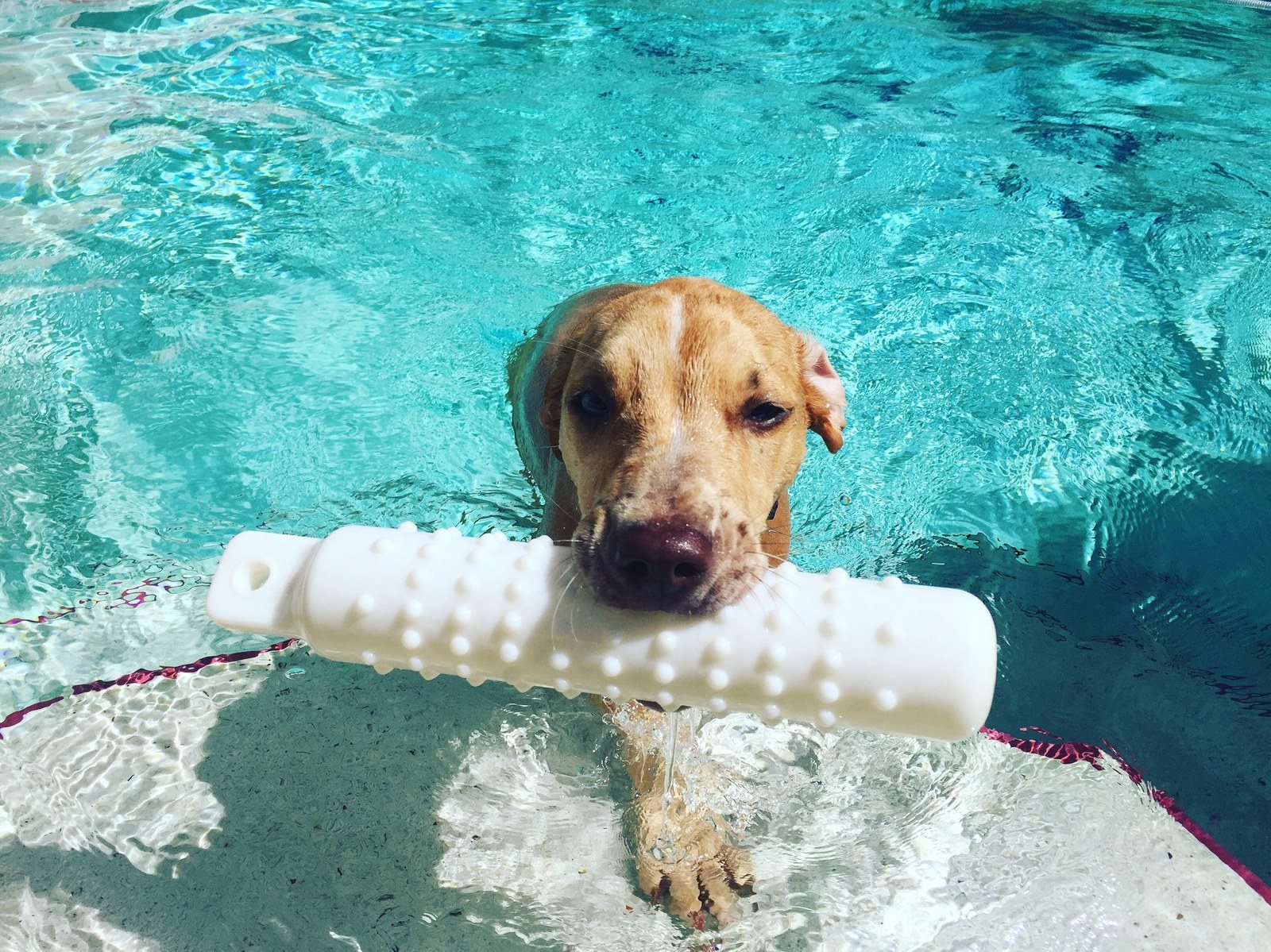 Stella The Swimmer
