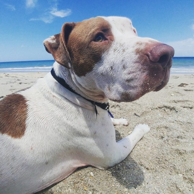 Salty Dog