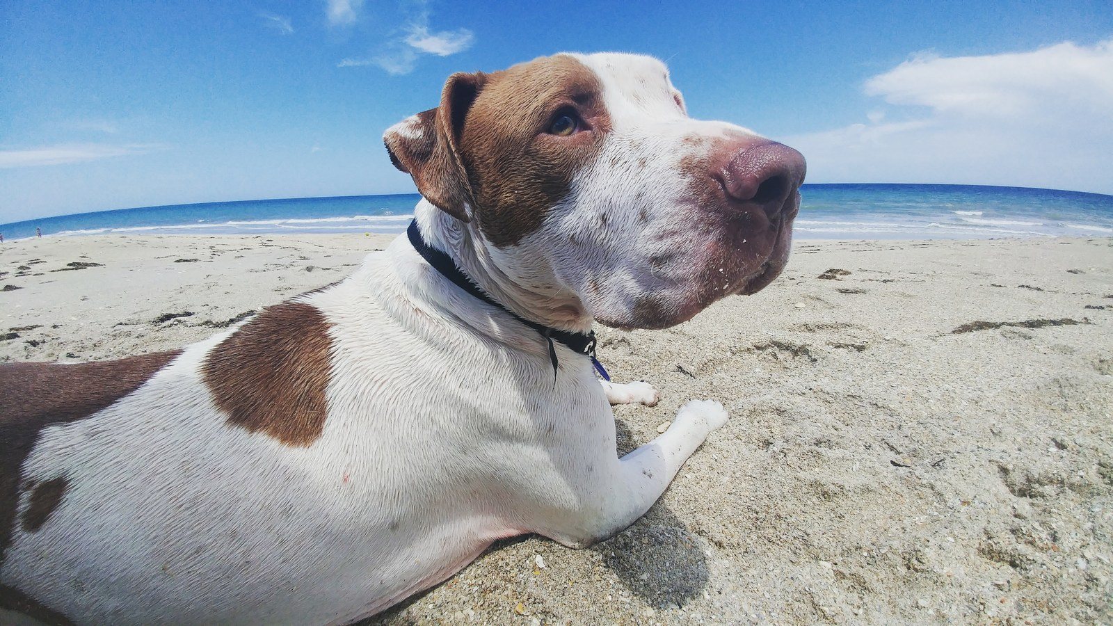 Salty Dog