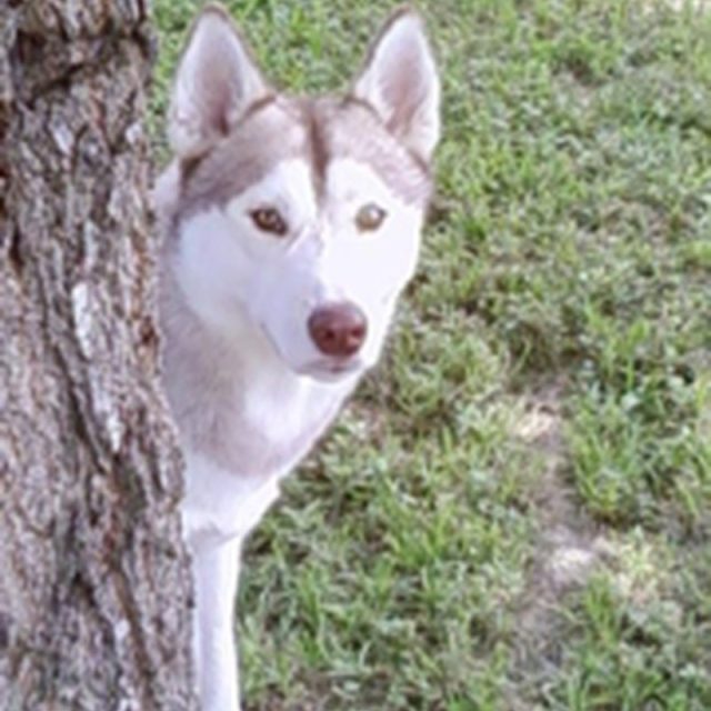 Bark