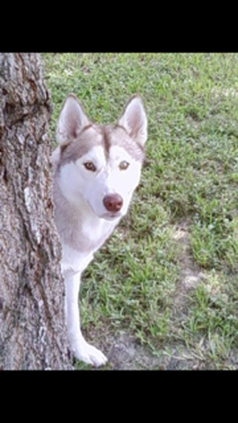 Bark