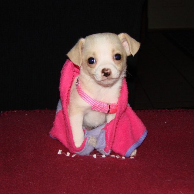 Pinky