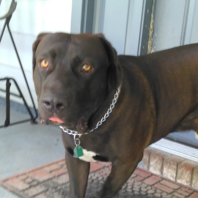 This Is Gifford But His Nick Name Is Shark Because Of His Mouth Shape