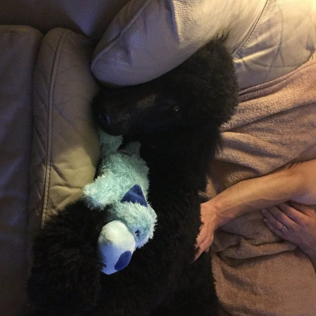 Cuddling Buddies...