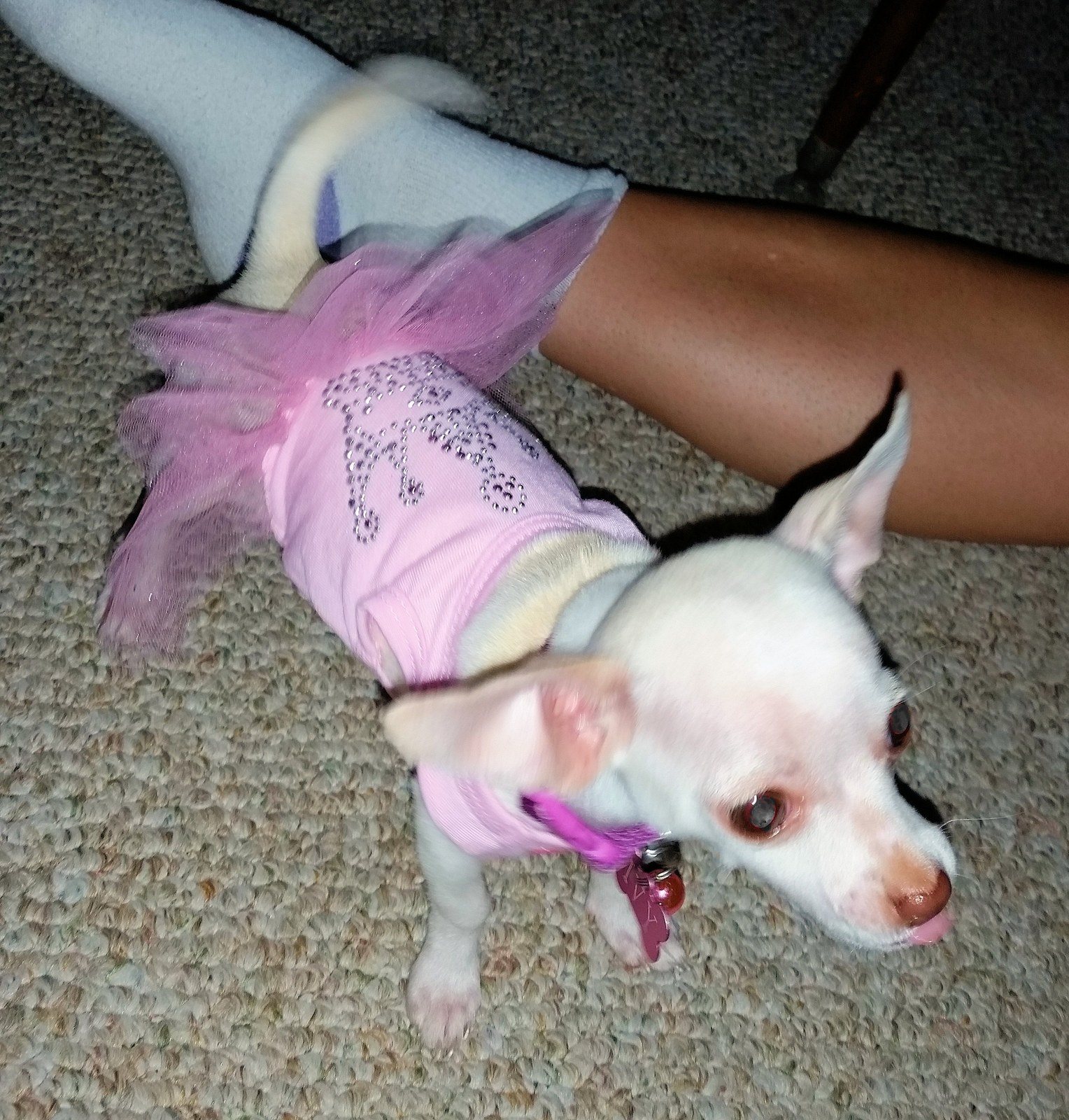 Princess Ivy