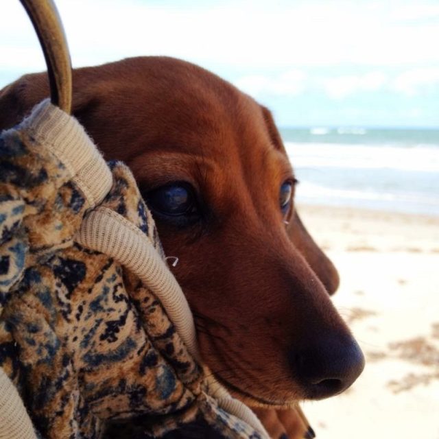 A Day At The Beach