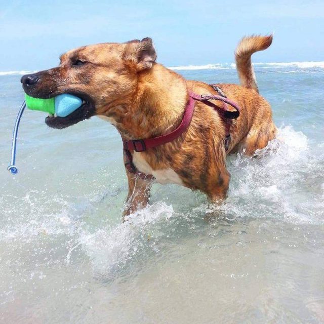 King Of The Beach