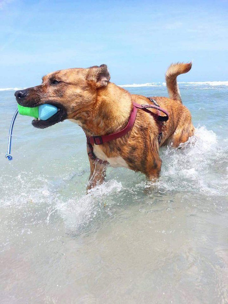King Of The Beach