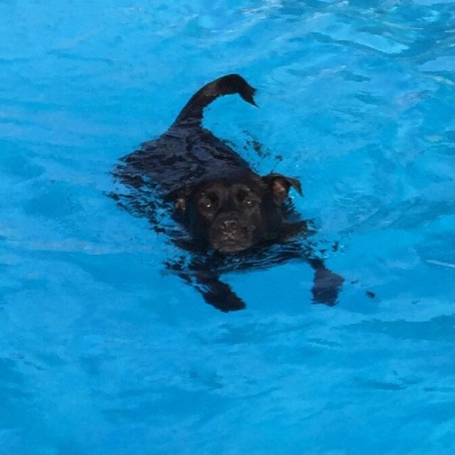 Just Keep Swimming