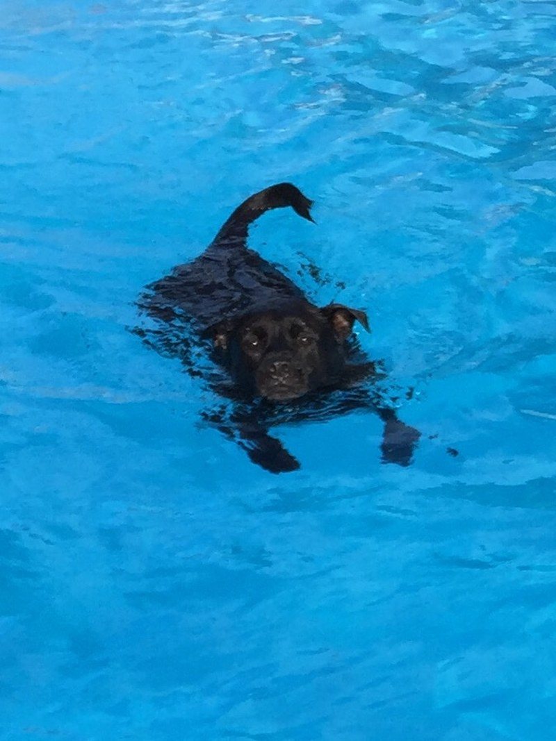 Just Keep Swimming
