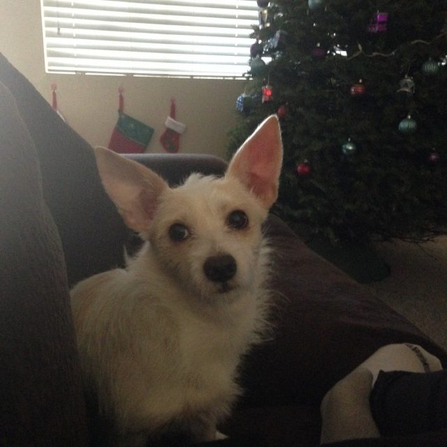 *sigh* This Christmas Card Better Come Out Nice!