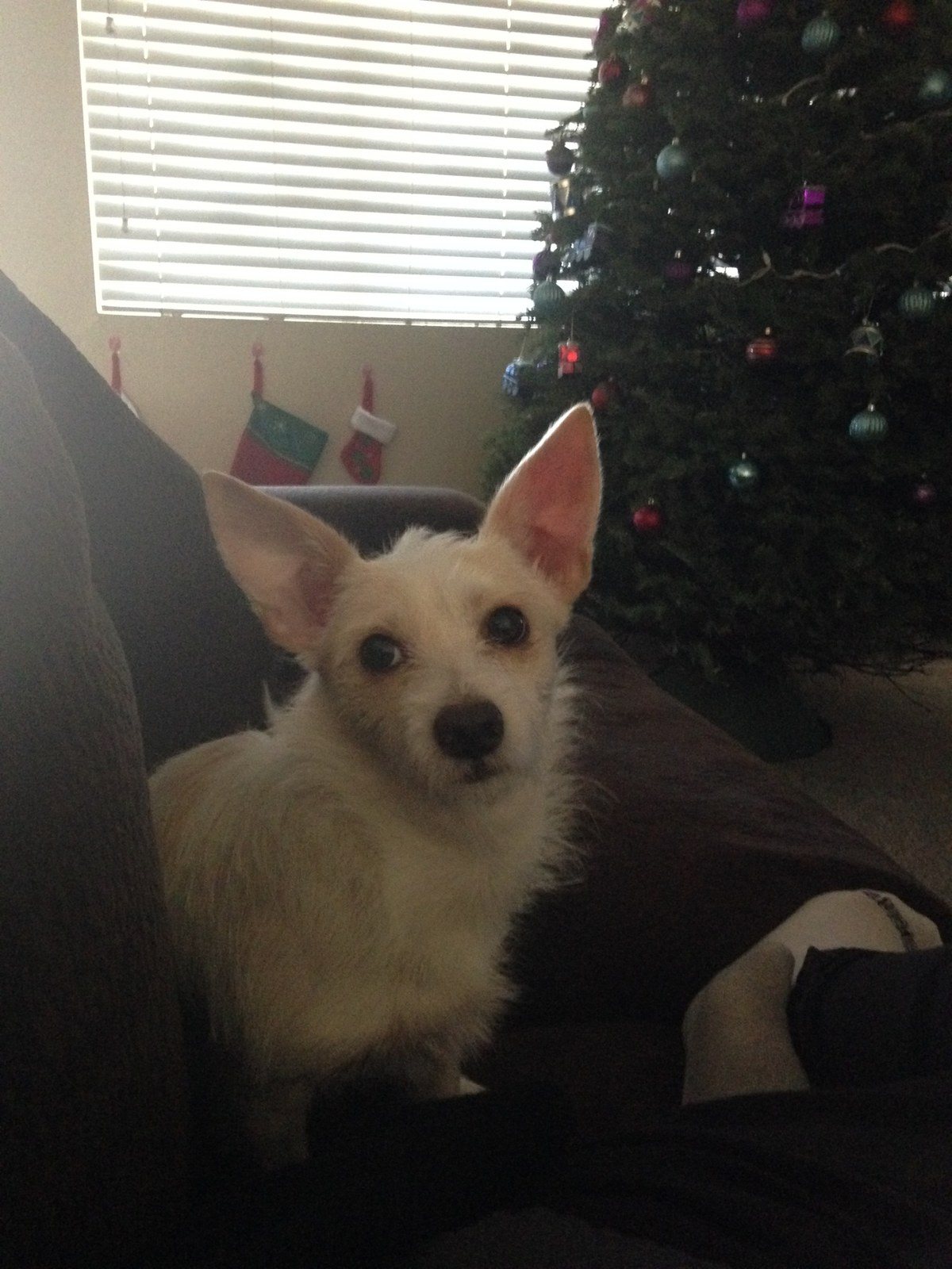 *sigh* This Christmas Card Better Come Out Nice!