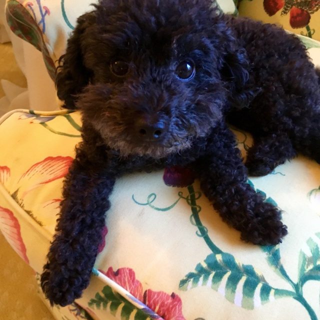 My Name Is Sweet Pea!
