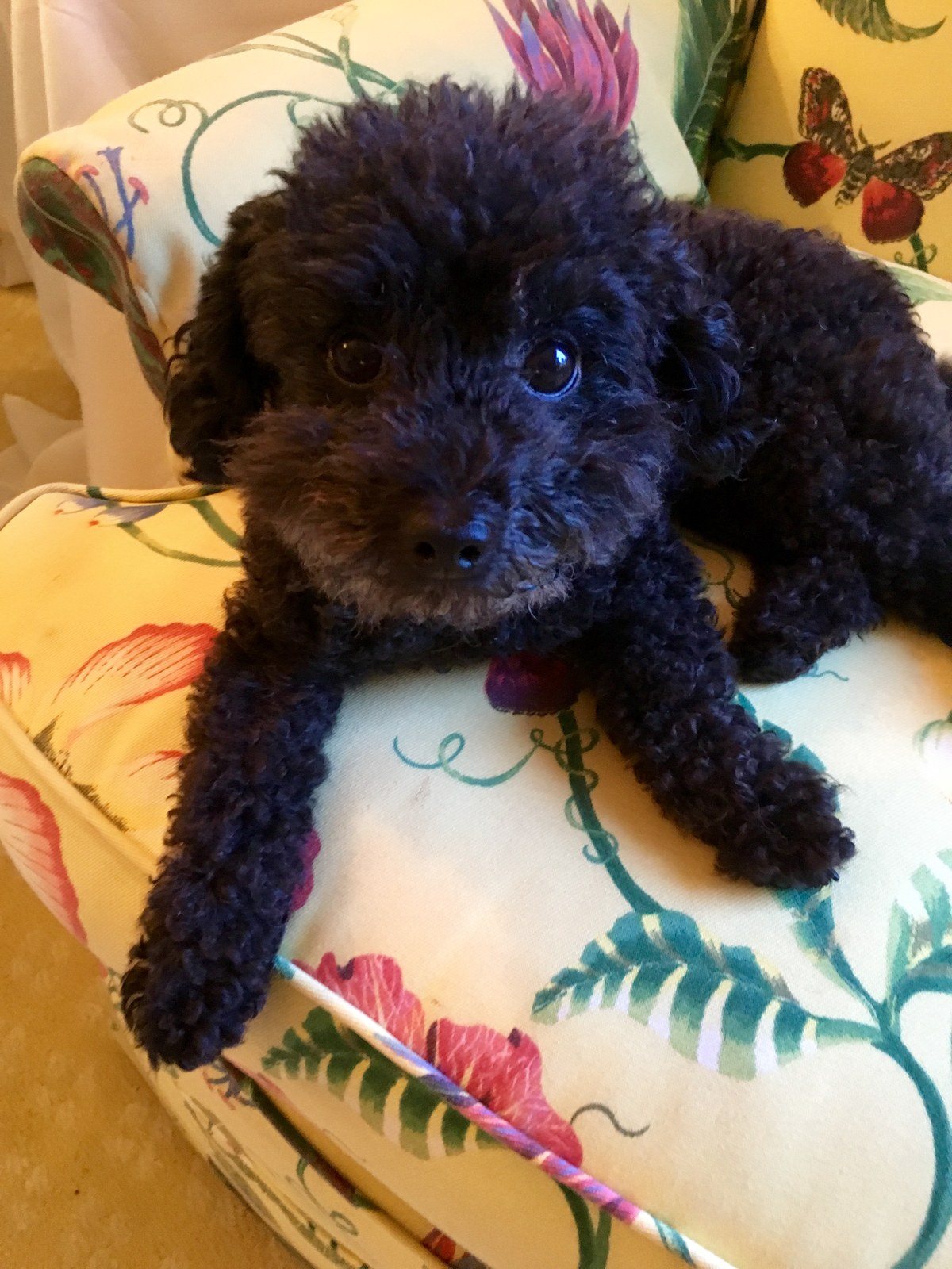 My Name Is Sweet Pea!