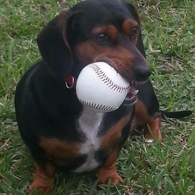 Jeter The Wiener