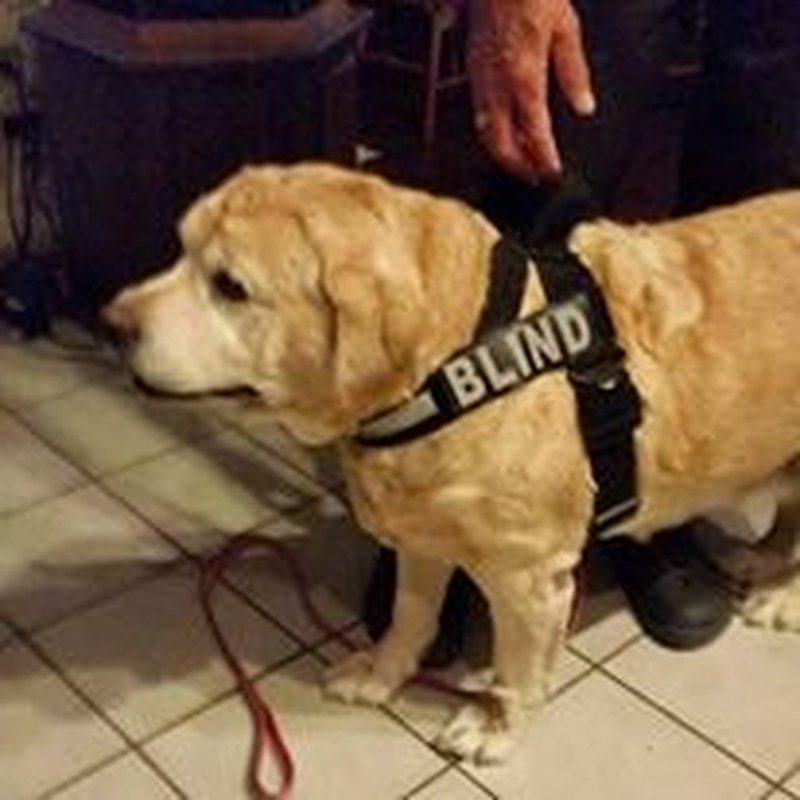 For The Love Of Paws Mascot Libby