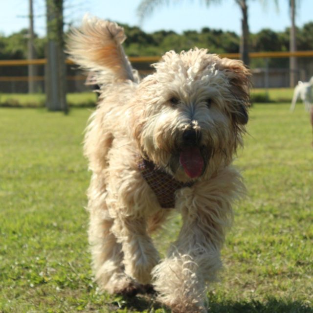 Run Mowgiiiiis