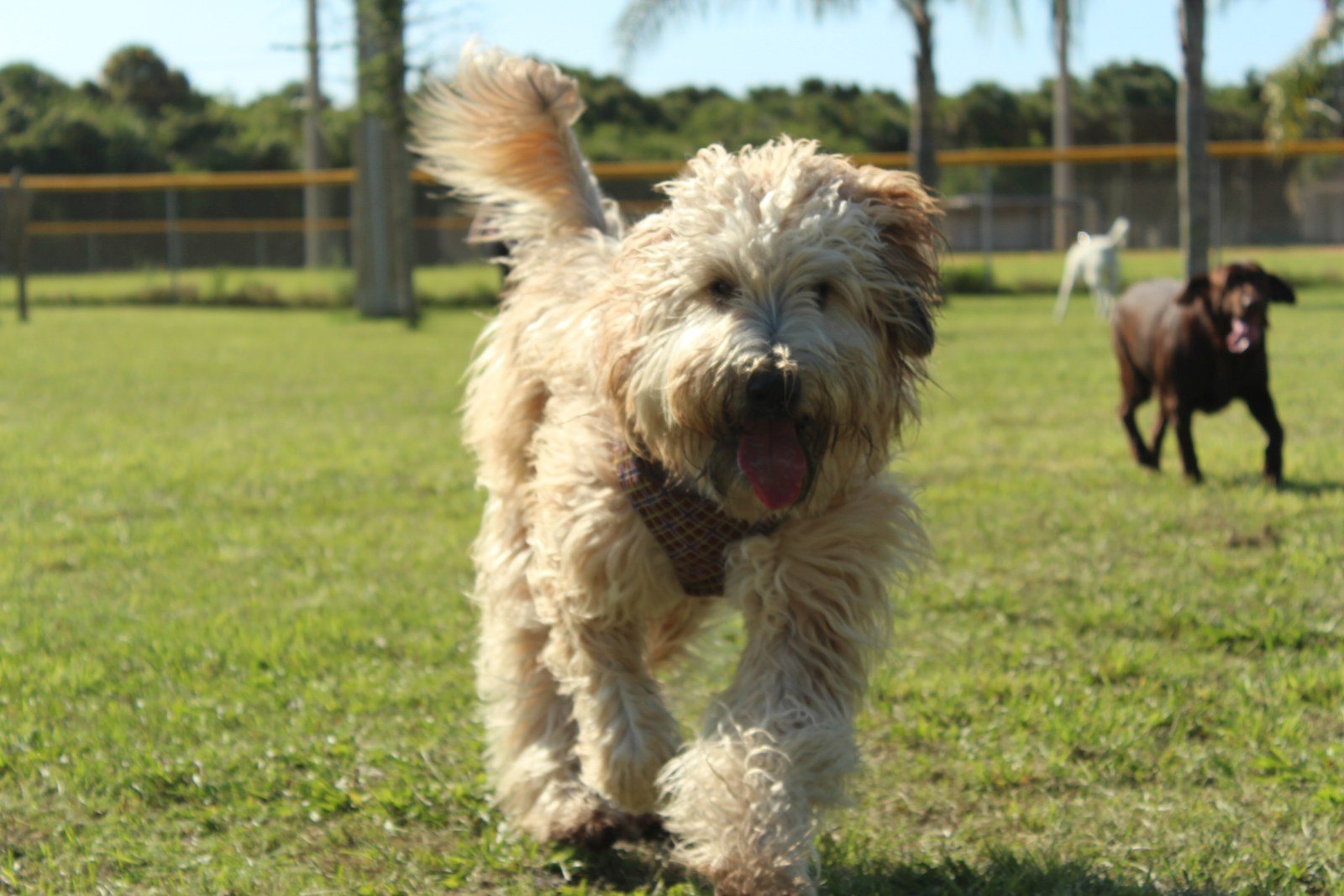 Run Mowgiiiiis